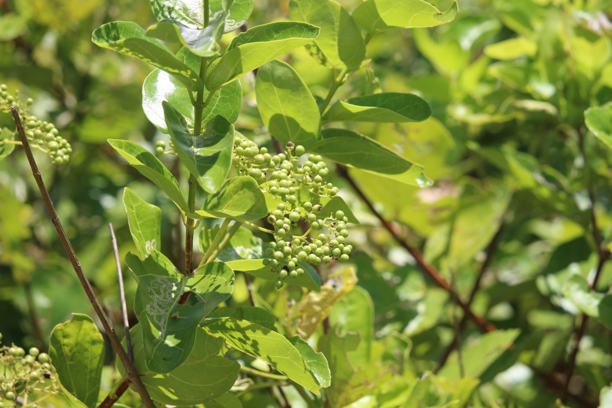 Premna serratifolia